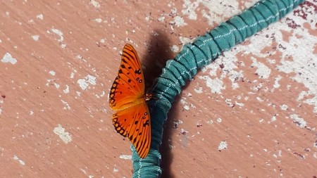 Photo taken by Joan Phillips