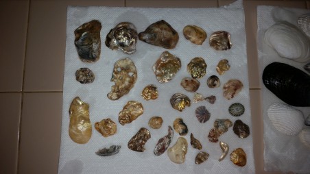 Collected Seashells
